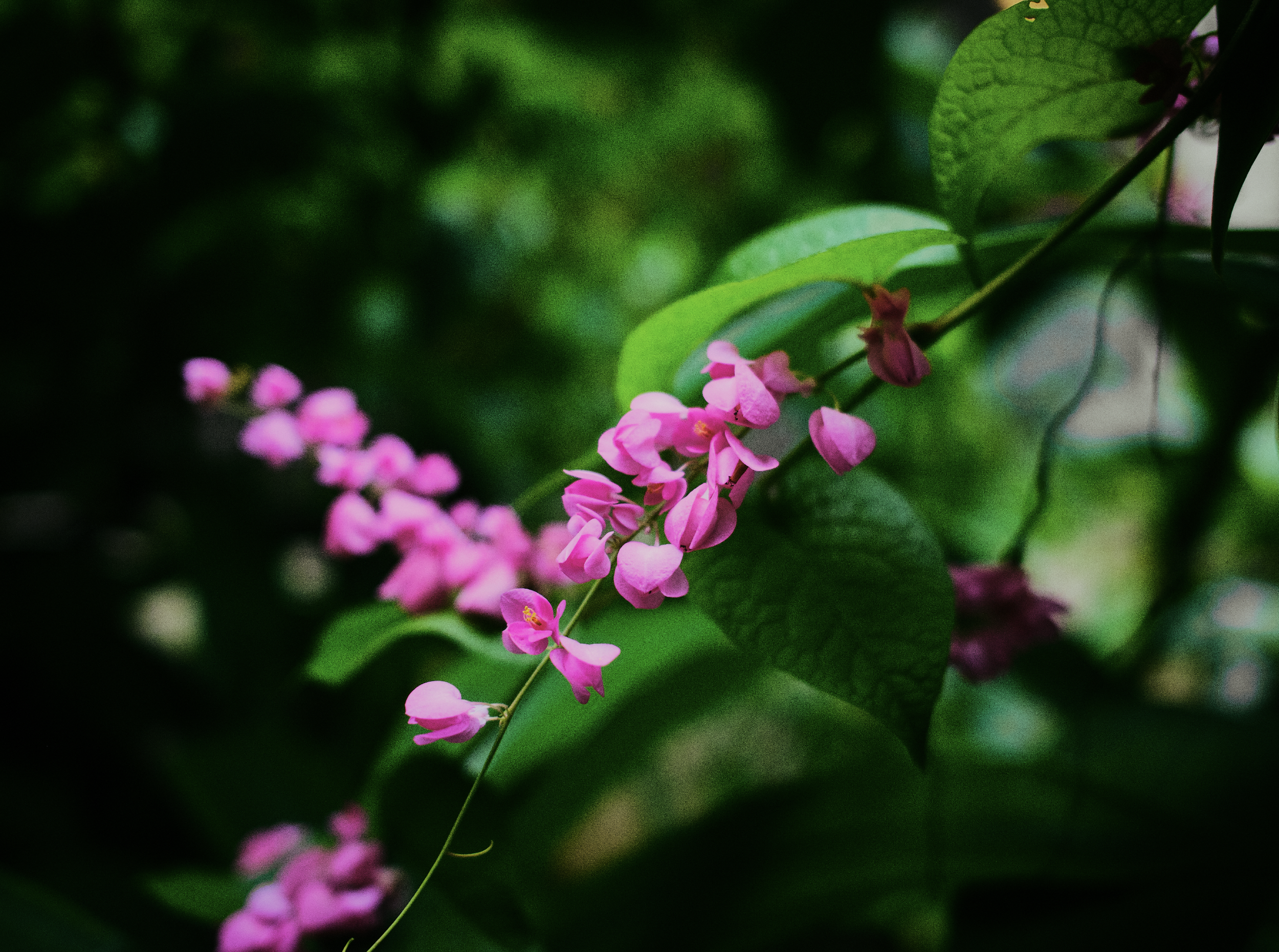 Close-up of pink flowers with green leaves in the background. Anemoia.