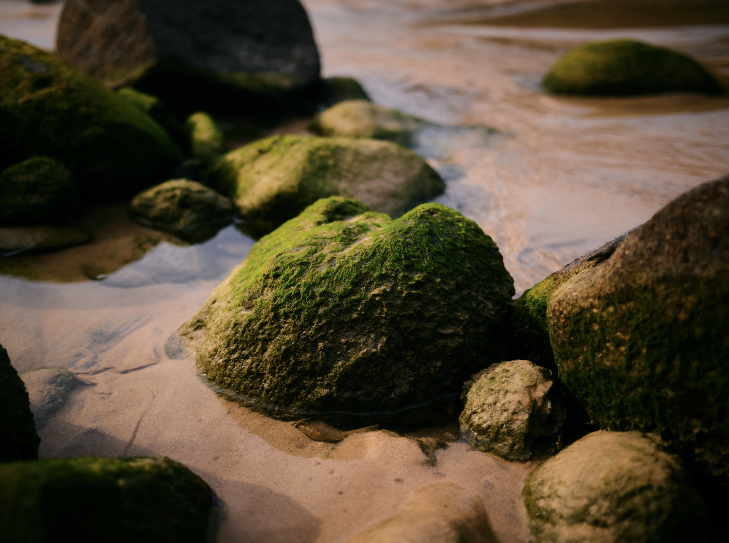 Seaweed-covered rocks on beach with wet sand and gentle waves in the background. Anemoia.