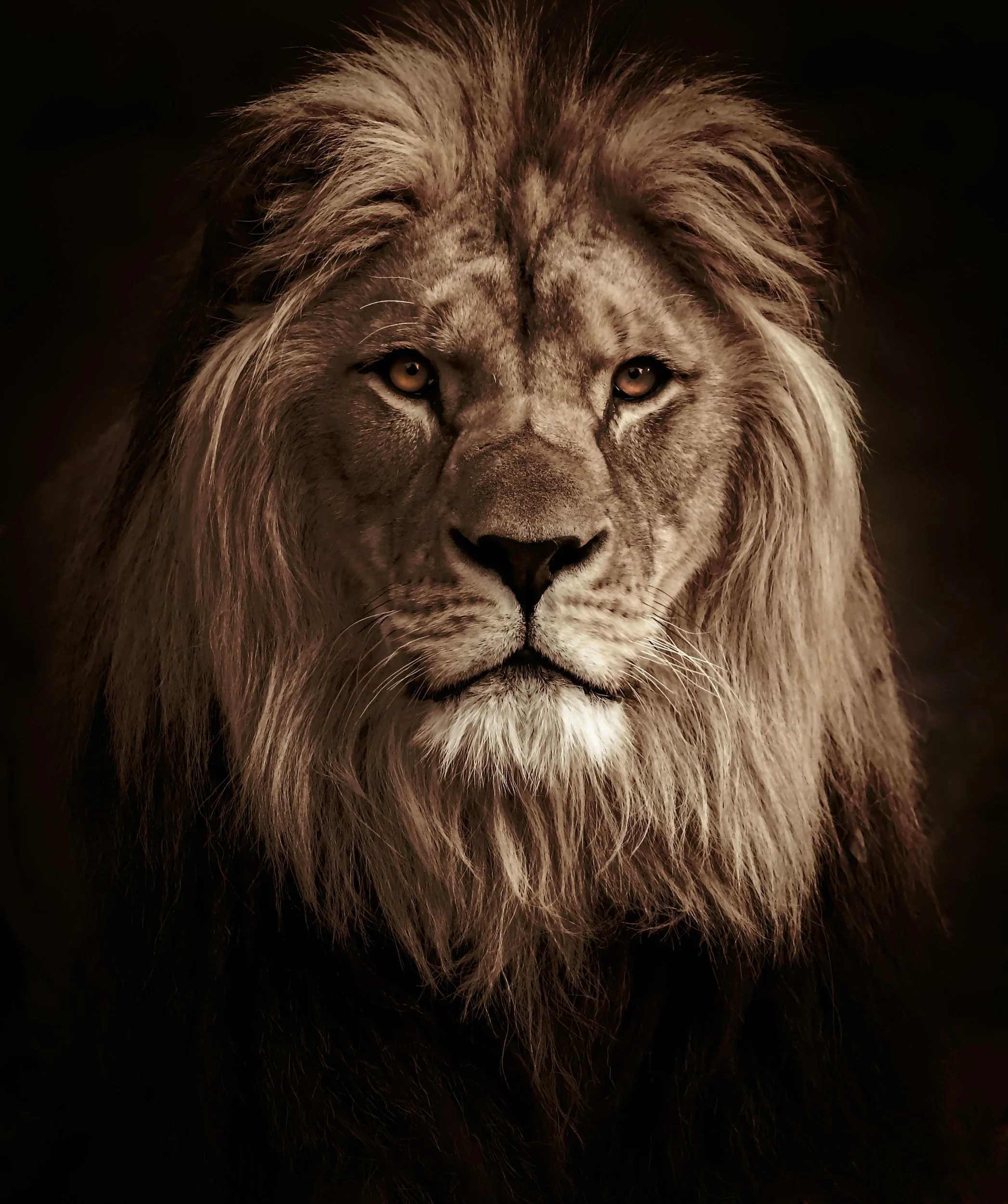 Bold As A Lion