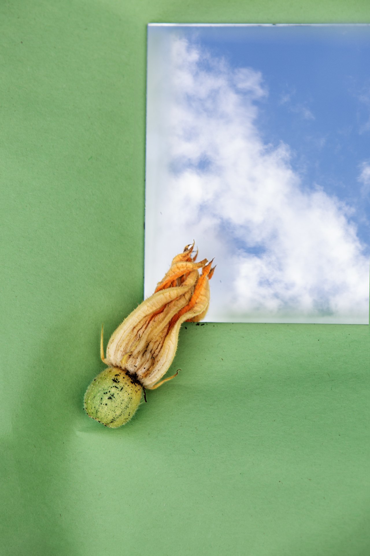 ltgreen+squashflower_1.jpg