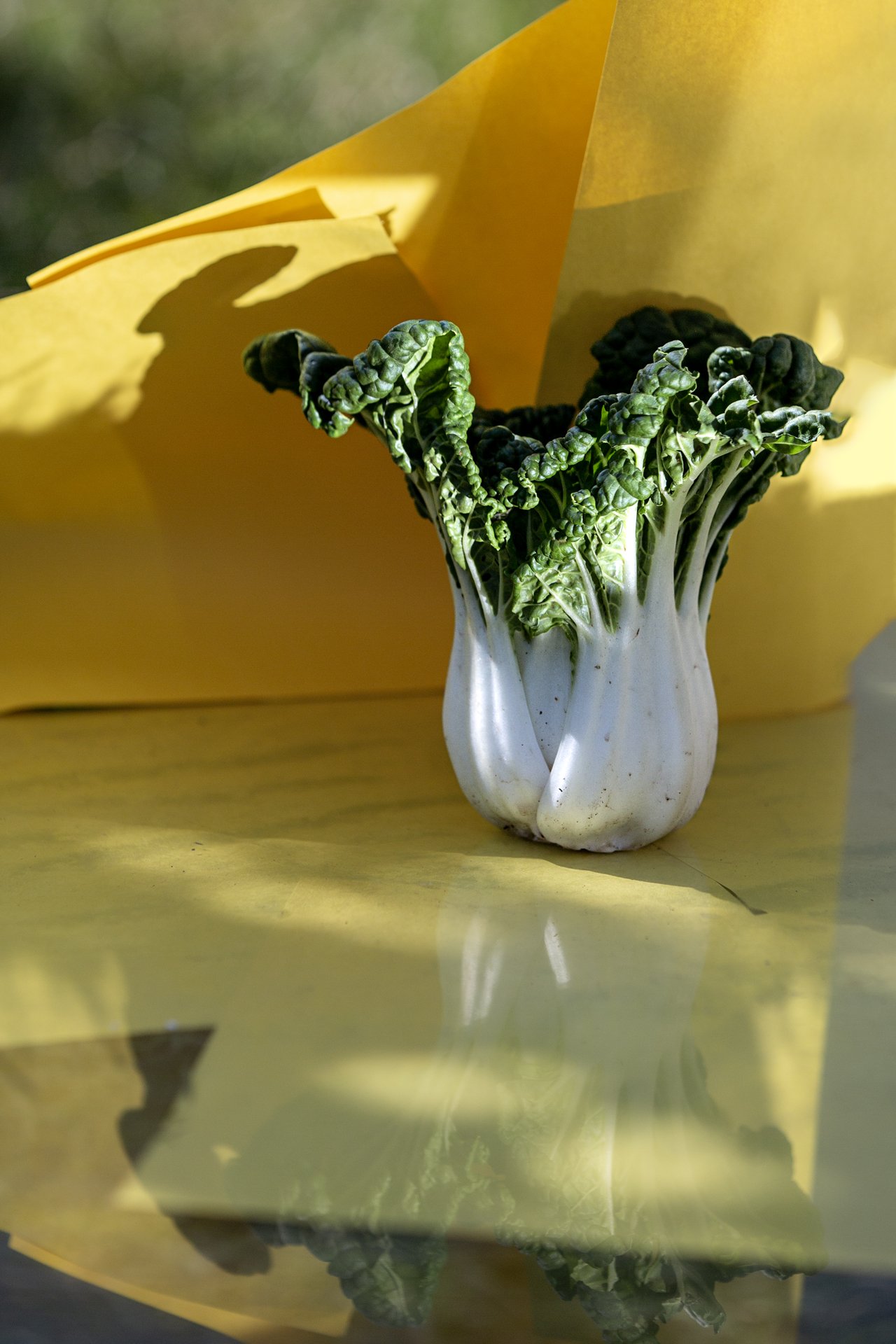 yellow+cabbage.jpg
