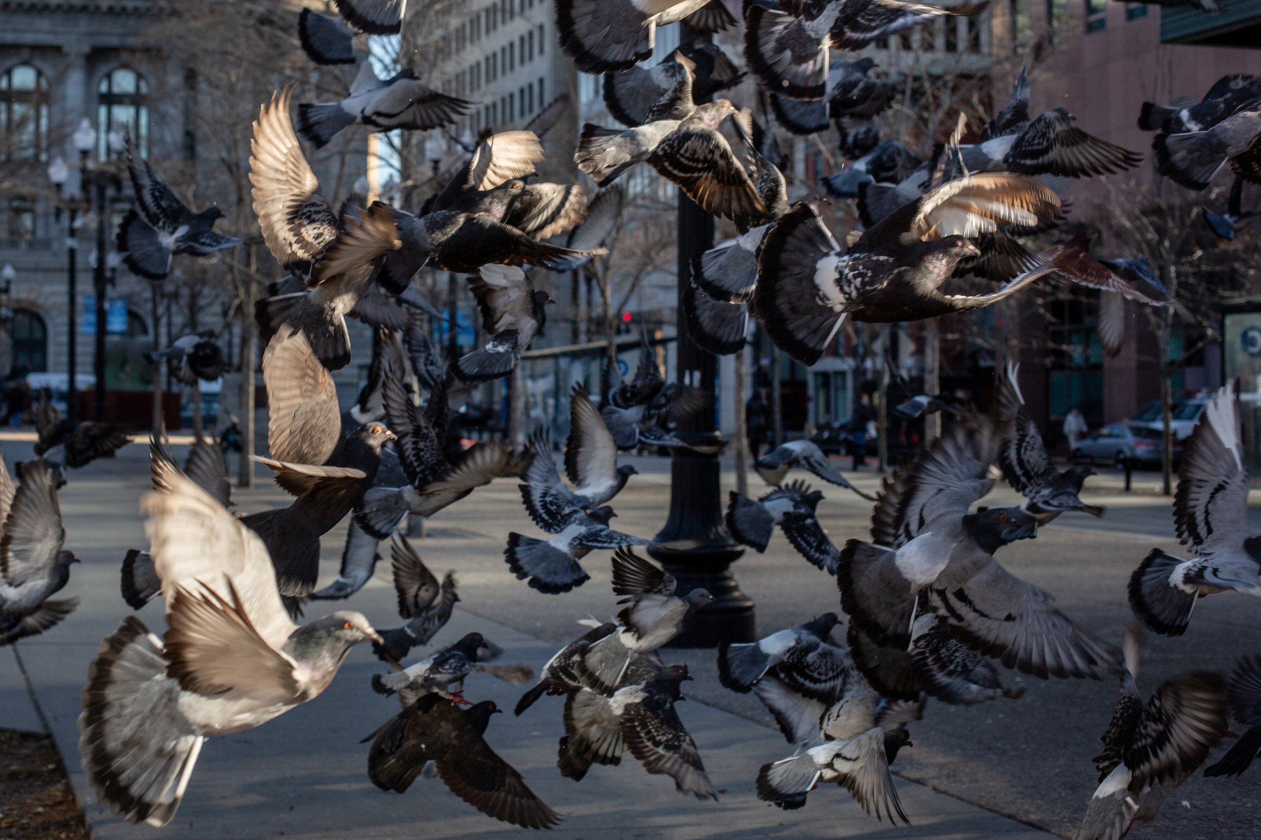 Pigeons.jpg
