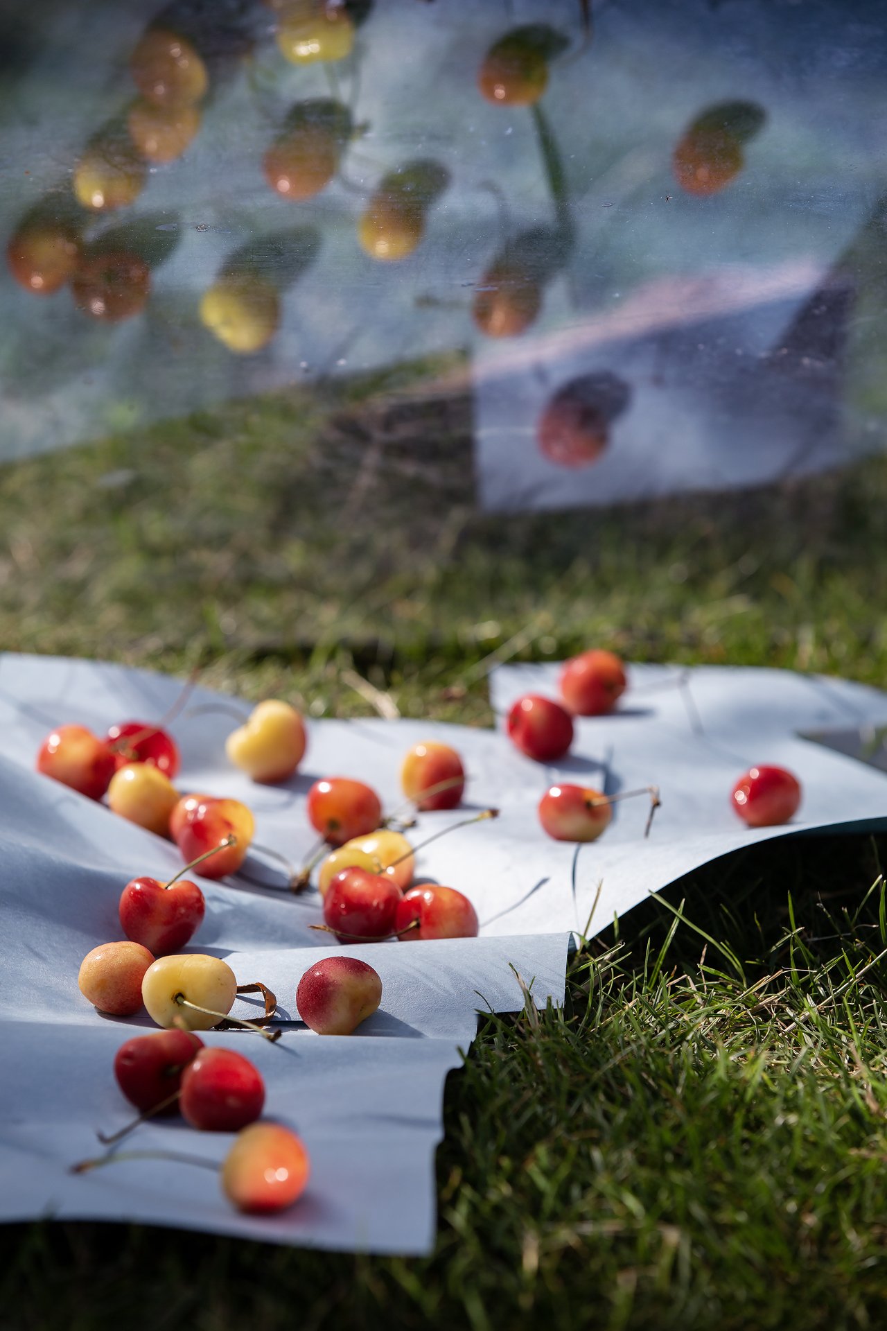 ltblue_cherries.jpg