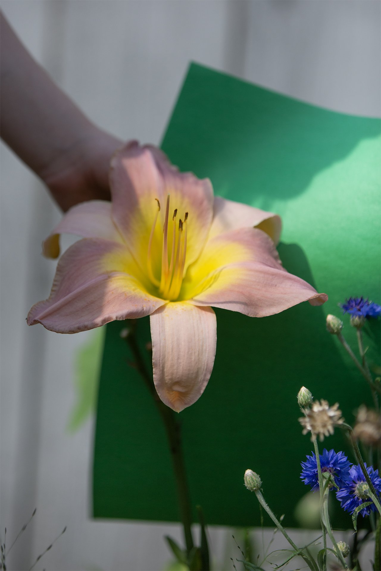 green+daylily.jpg