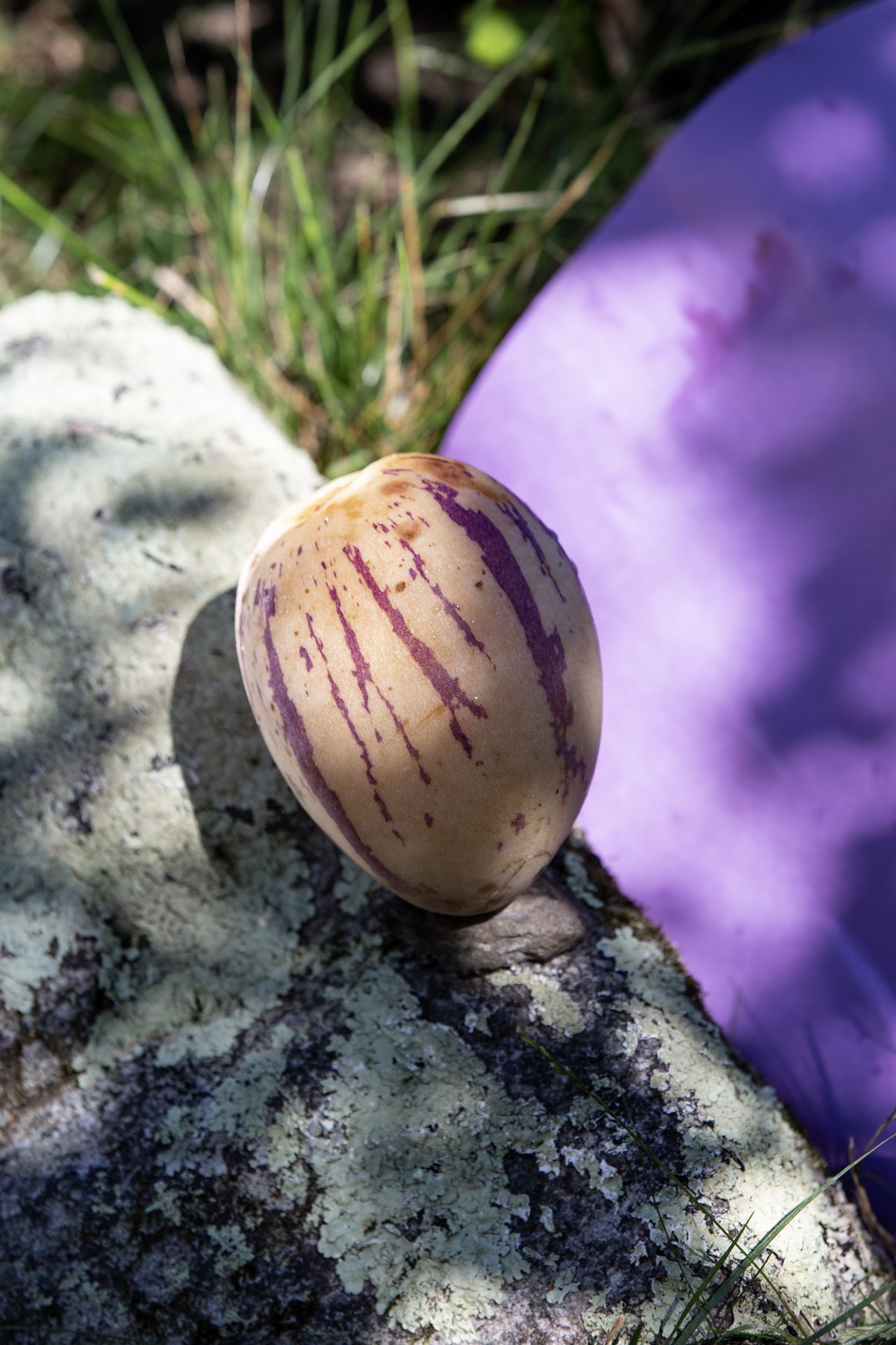 purple+melon.jpg