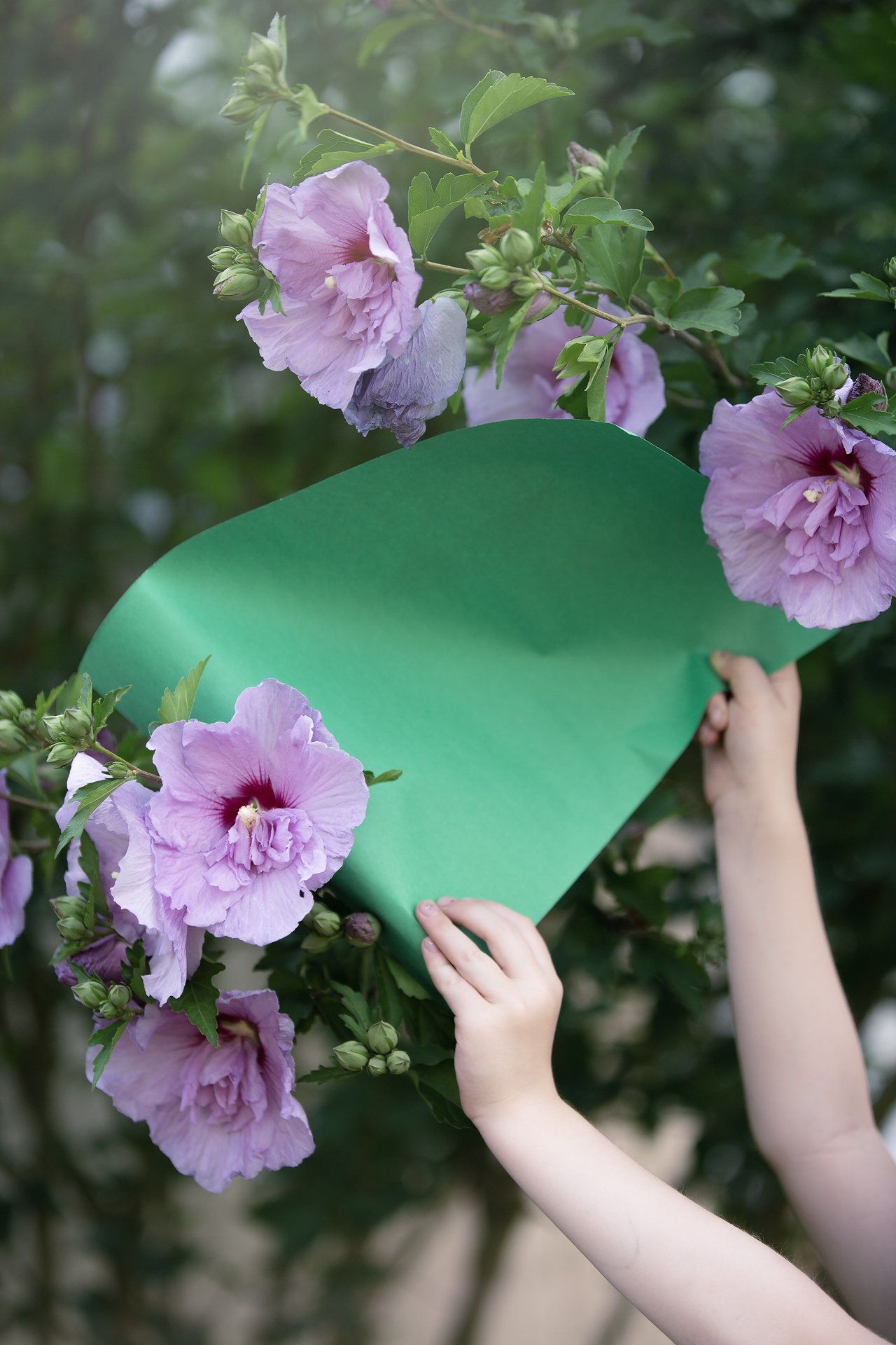 green+roseofsharon.jpg