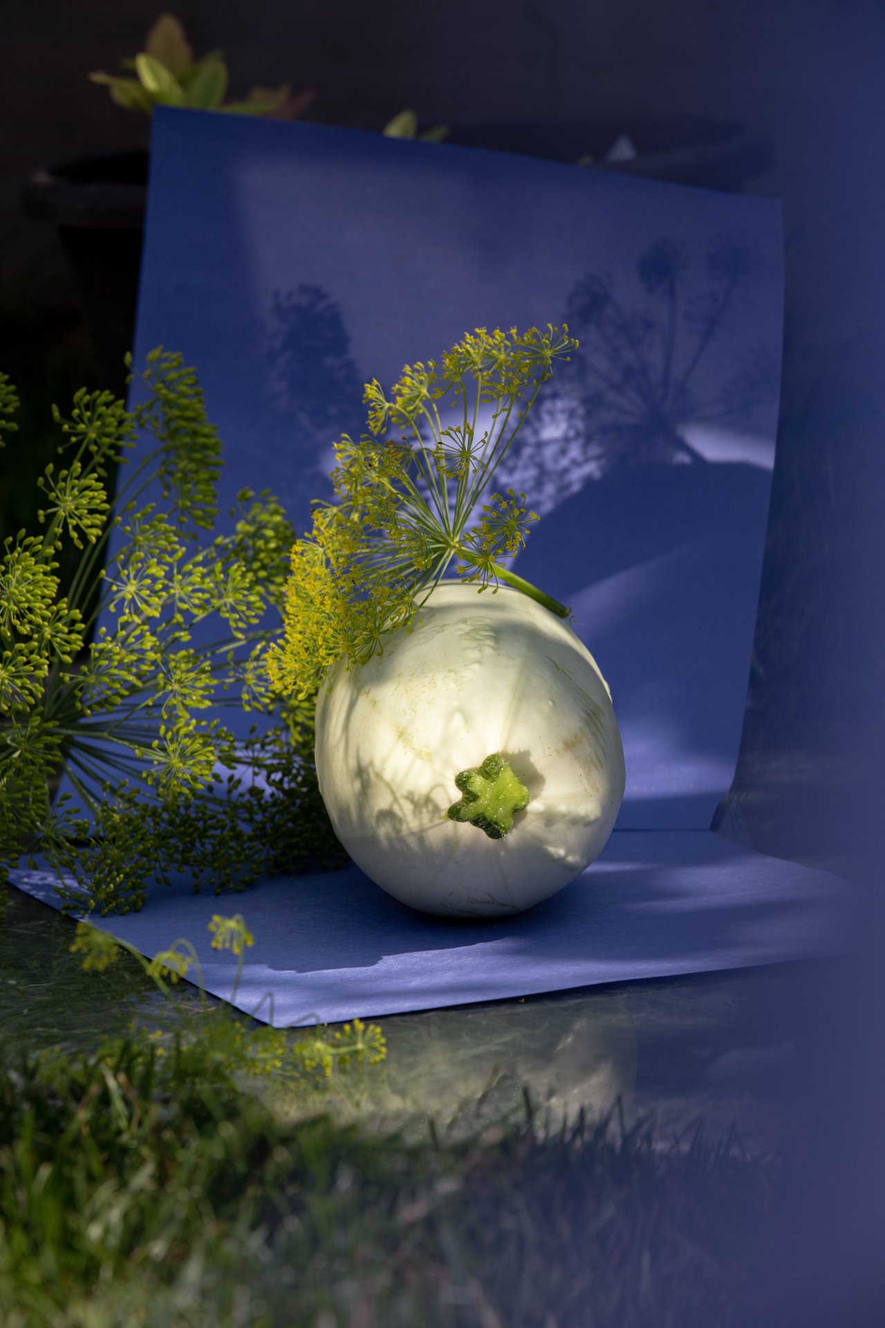 blue+summersquash.jpg