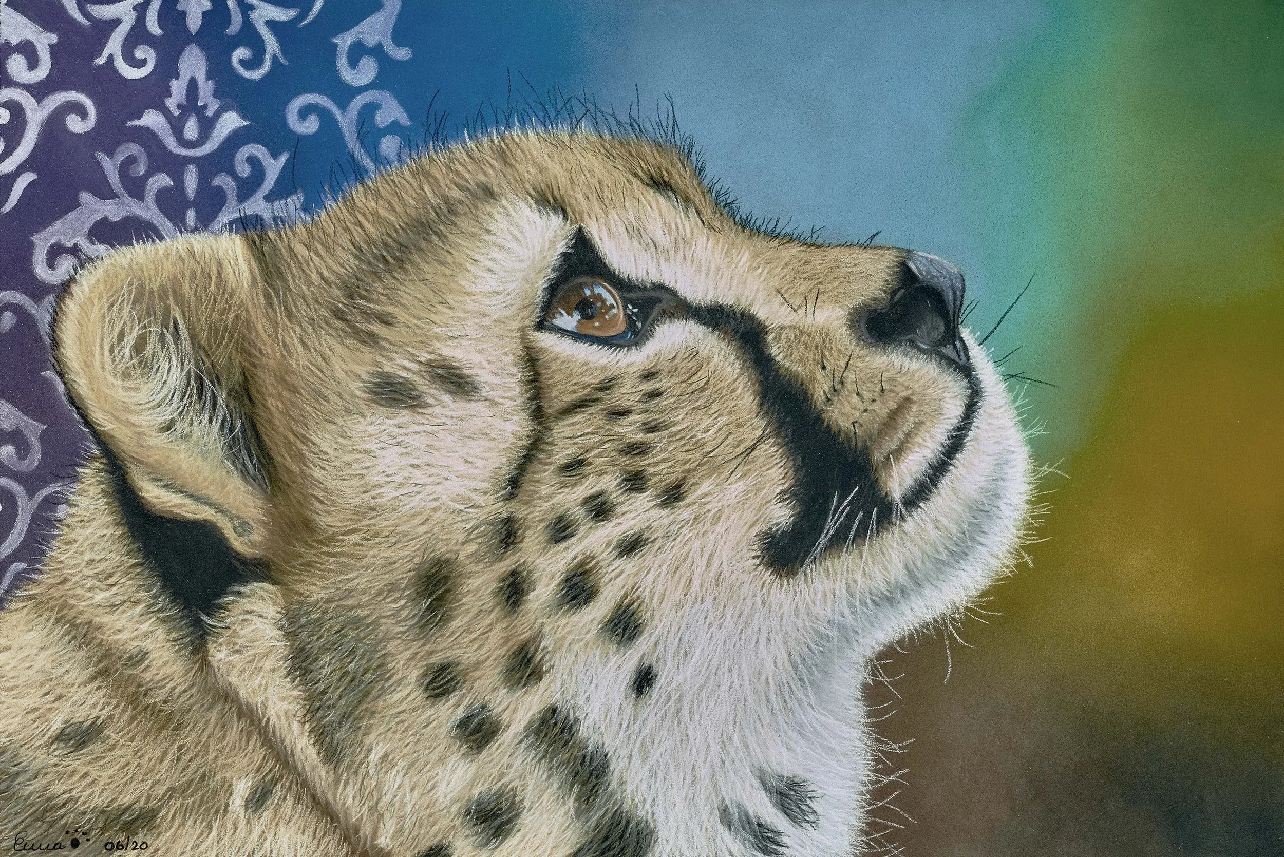A Cheetahs Gaze