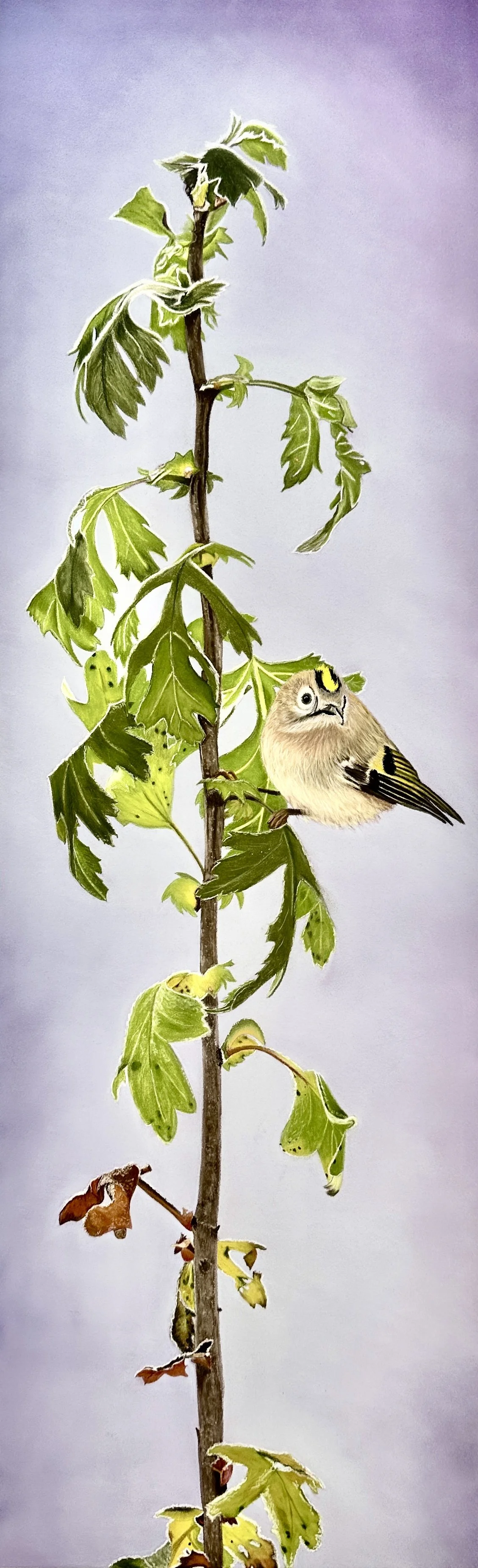 Goldcrest