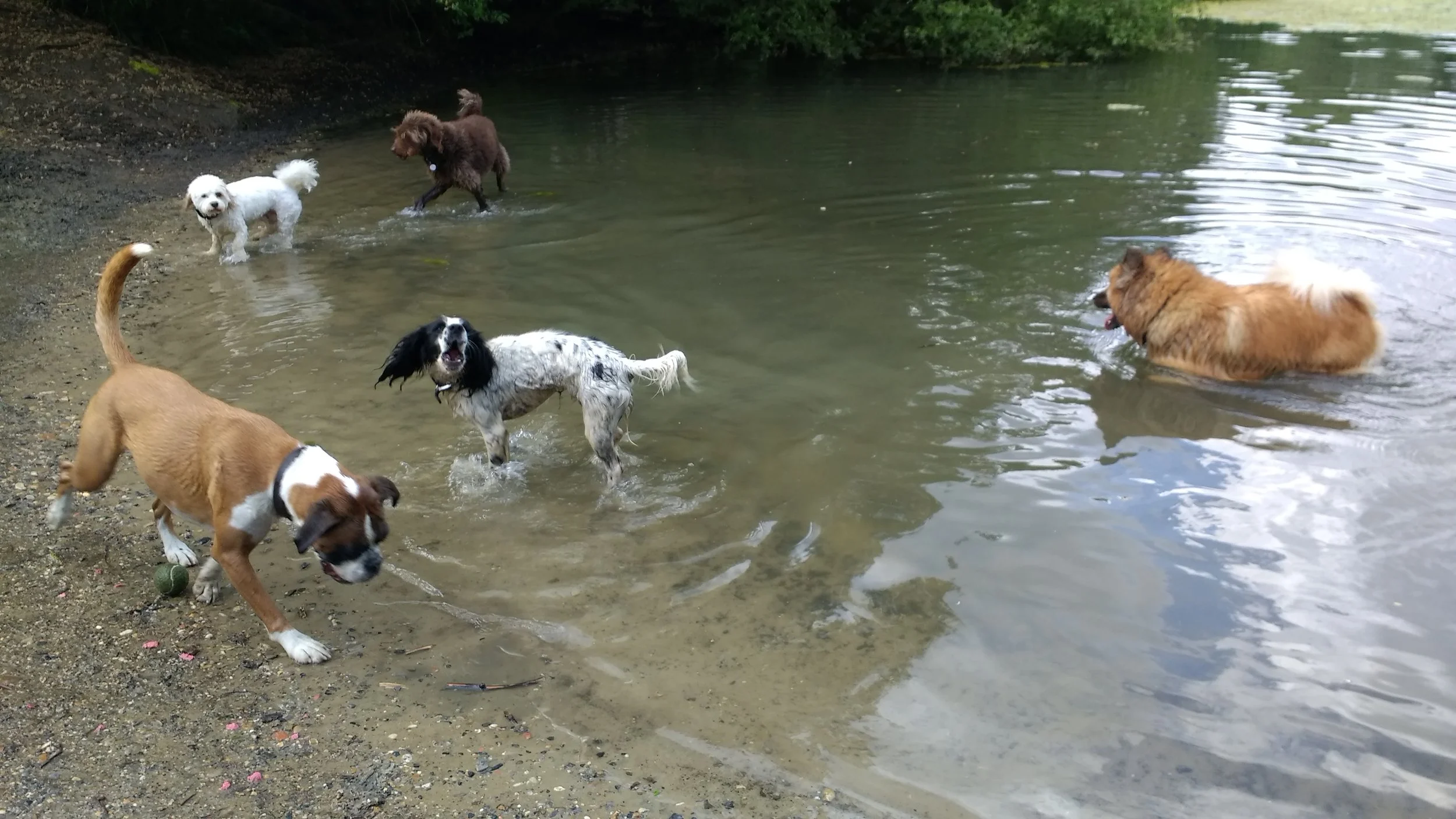 Dog Training in Highgate