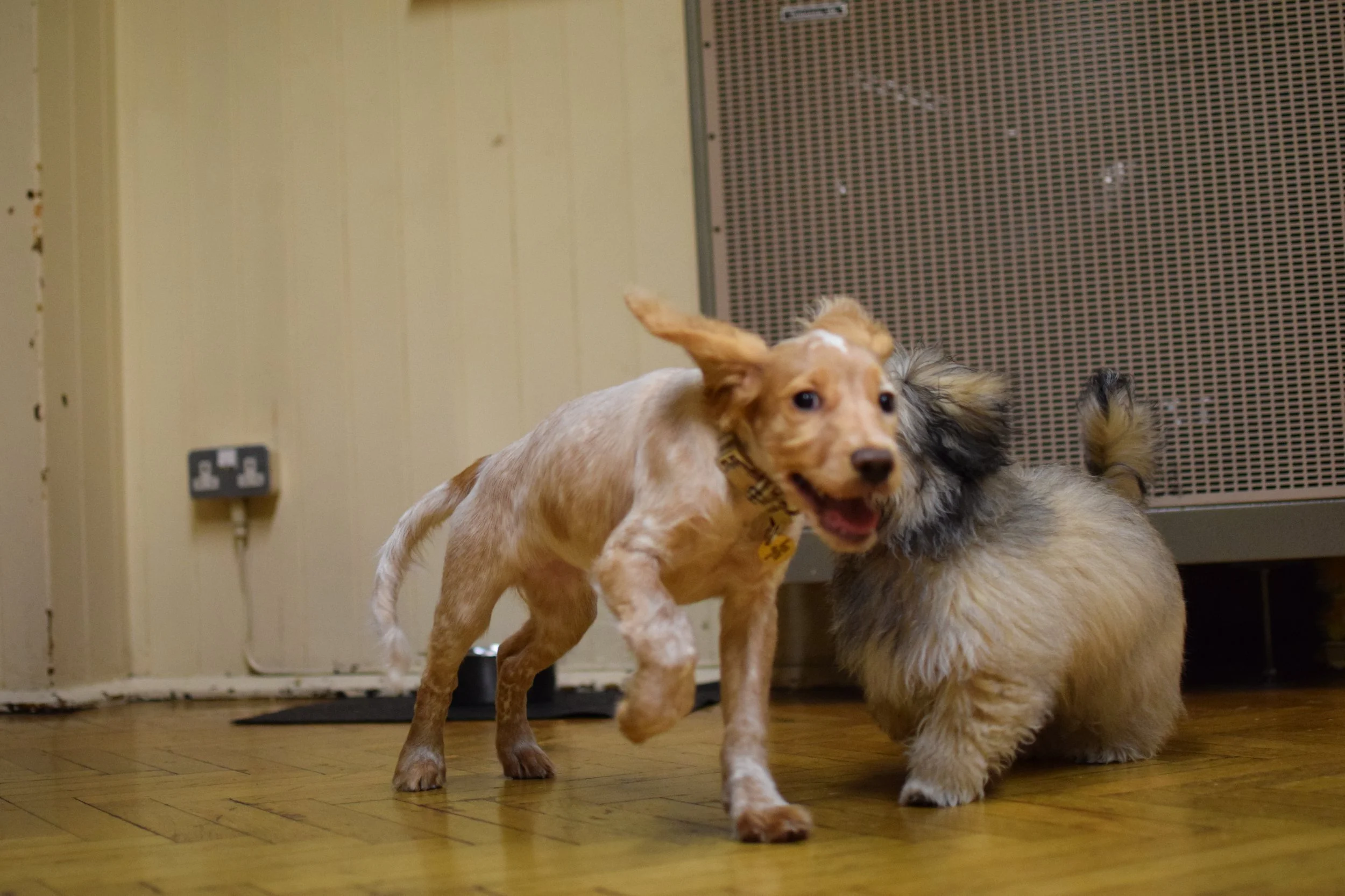 Dog Training in Hampstead