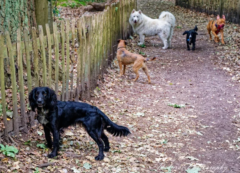 Off lead with Monty Socialisation Heath 2026.webp