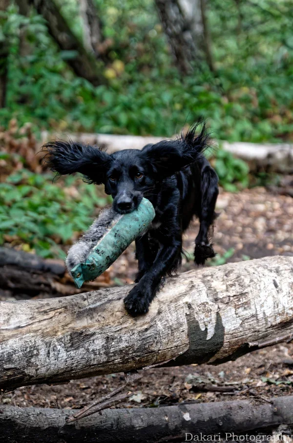 Gundog Clovis with Dummy.webp