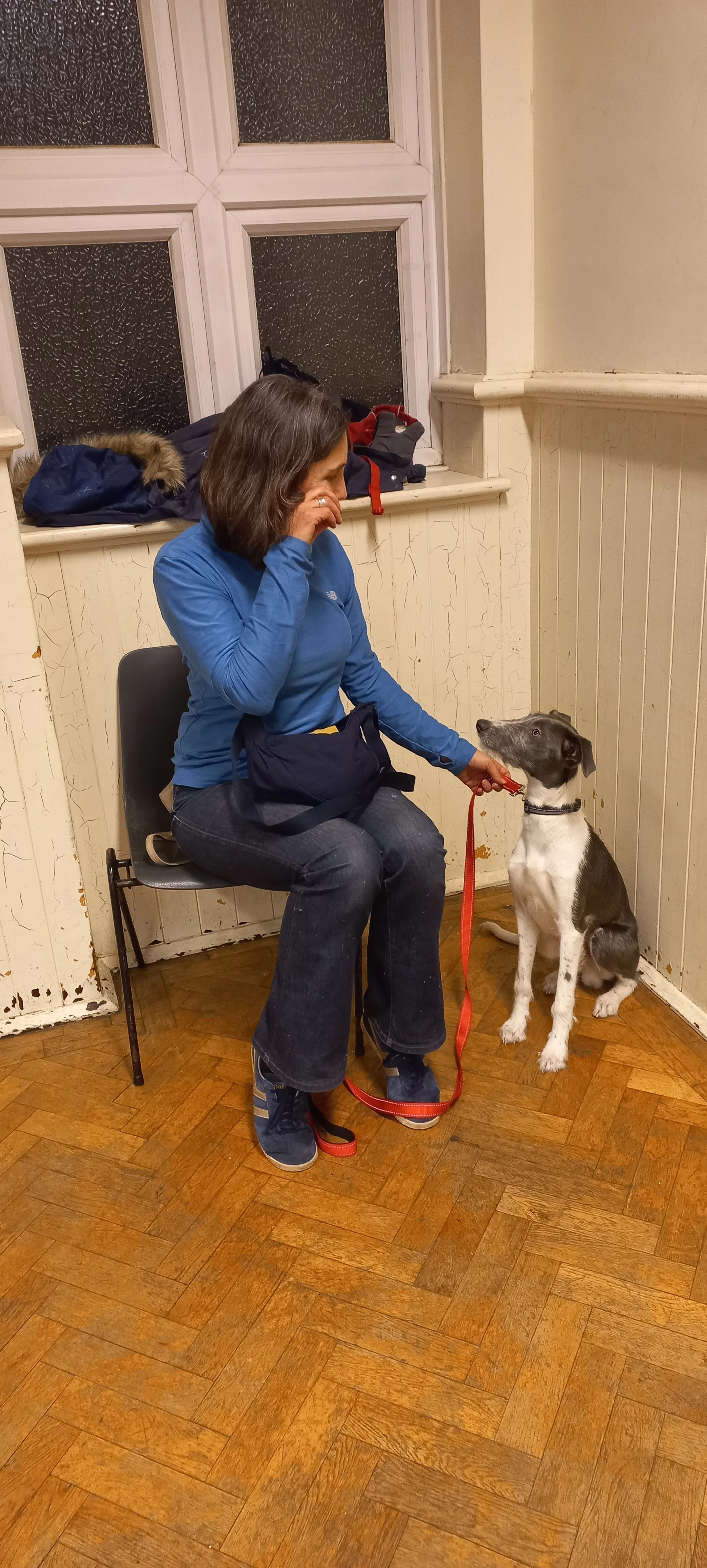 A woman sitting on a black chair, wearing a blue jacket and jeans, is holding a red leash attached to a black and white dog. The dog is sitting on the wooden floor, looking at her.