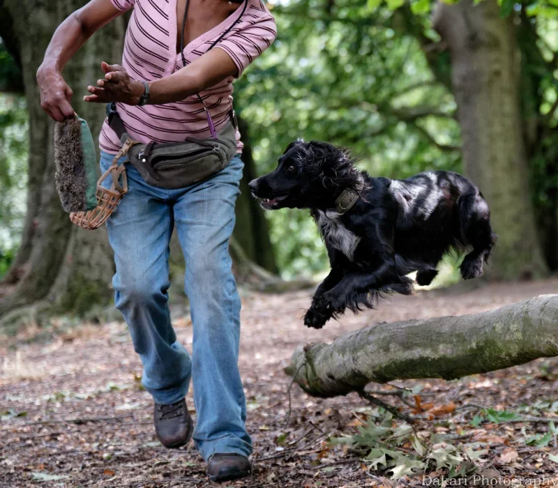 Dog Training in Tufnell Park
