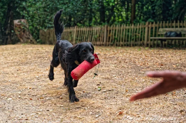 Dog Training in Camden Town