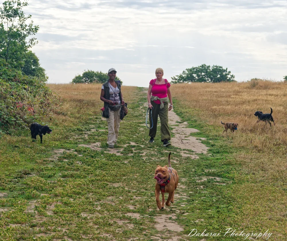 Dog Training in East Finchley