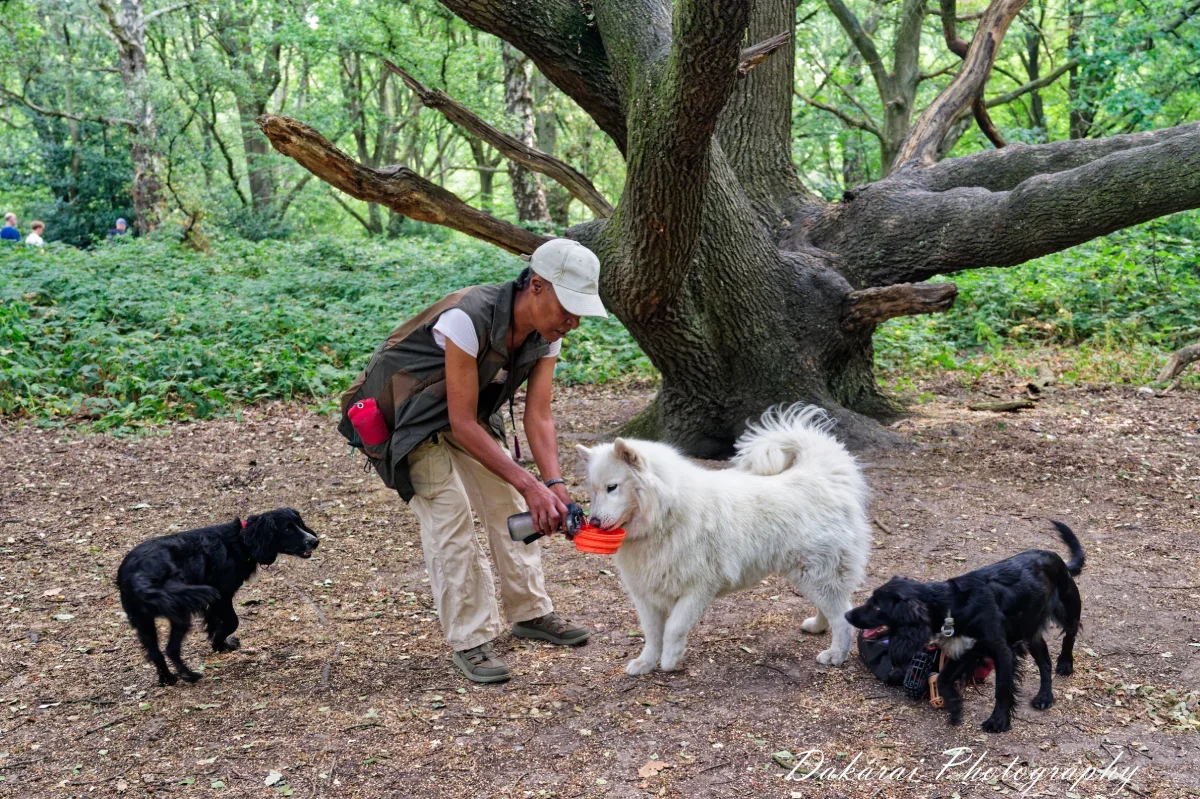 Dog Training East Finchley