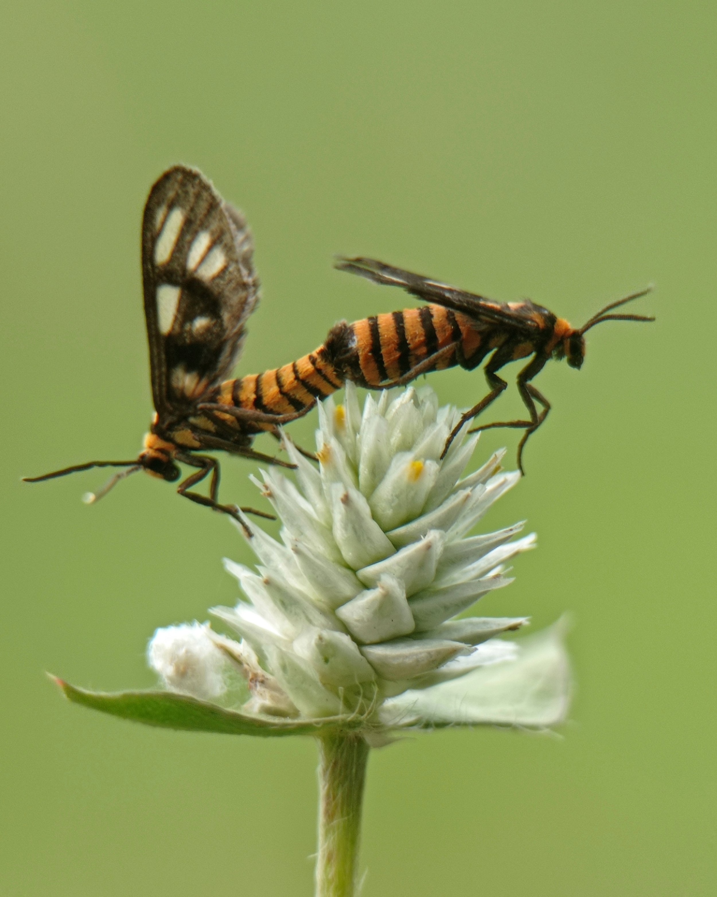 Mating Moth