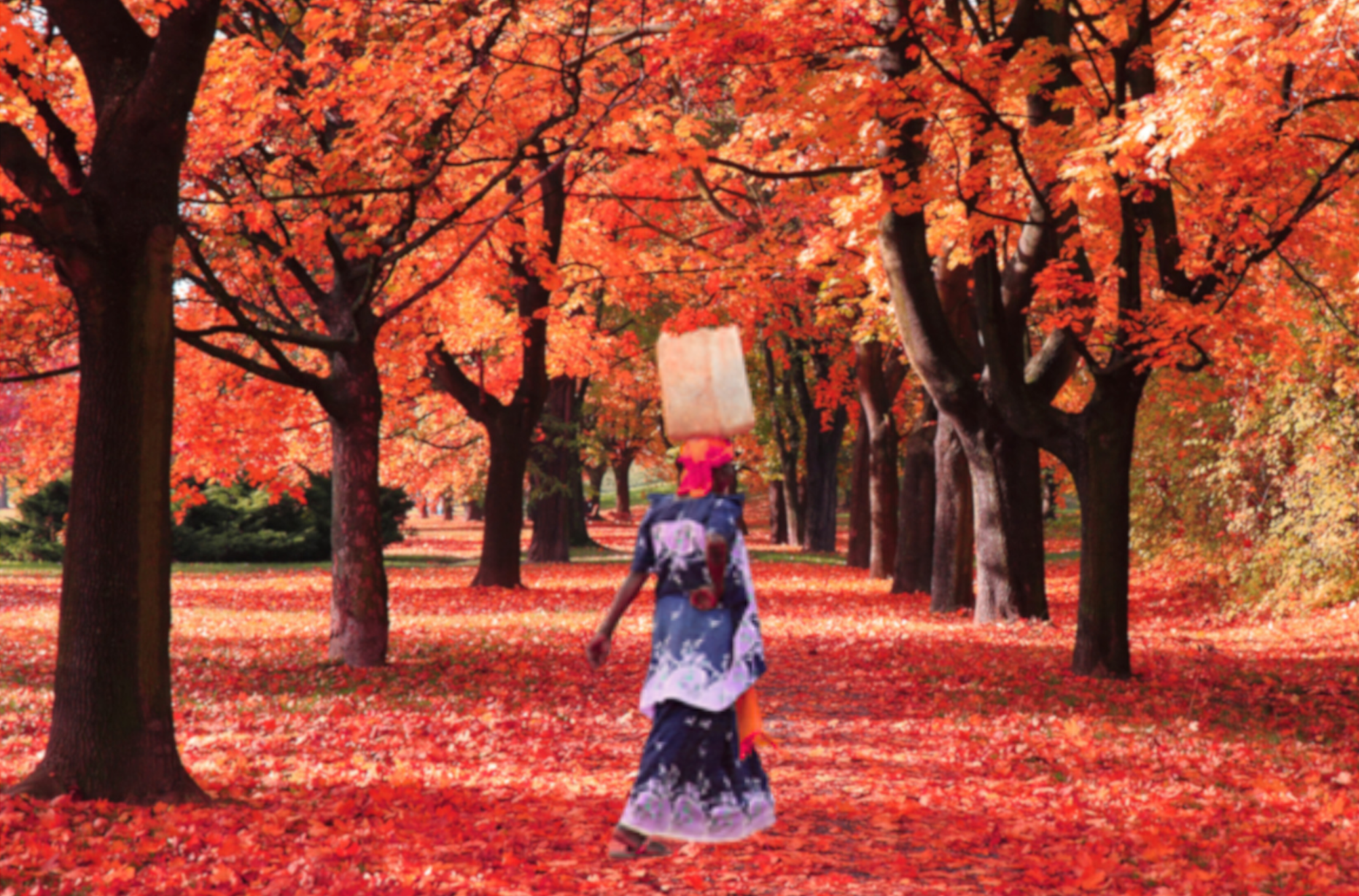 As the Leaves Fall, I Rise