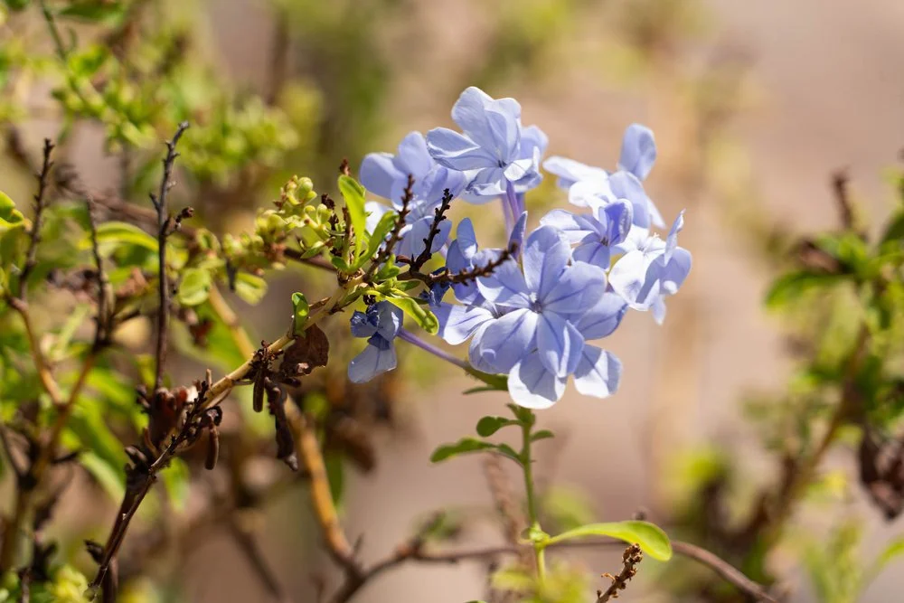 This plant has a blue flower blooming from it's buds, available at Garden Center of Las Cruces, New Mexico.