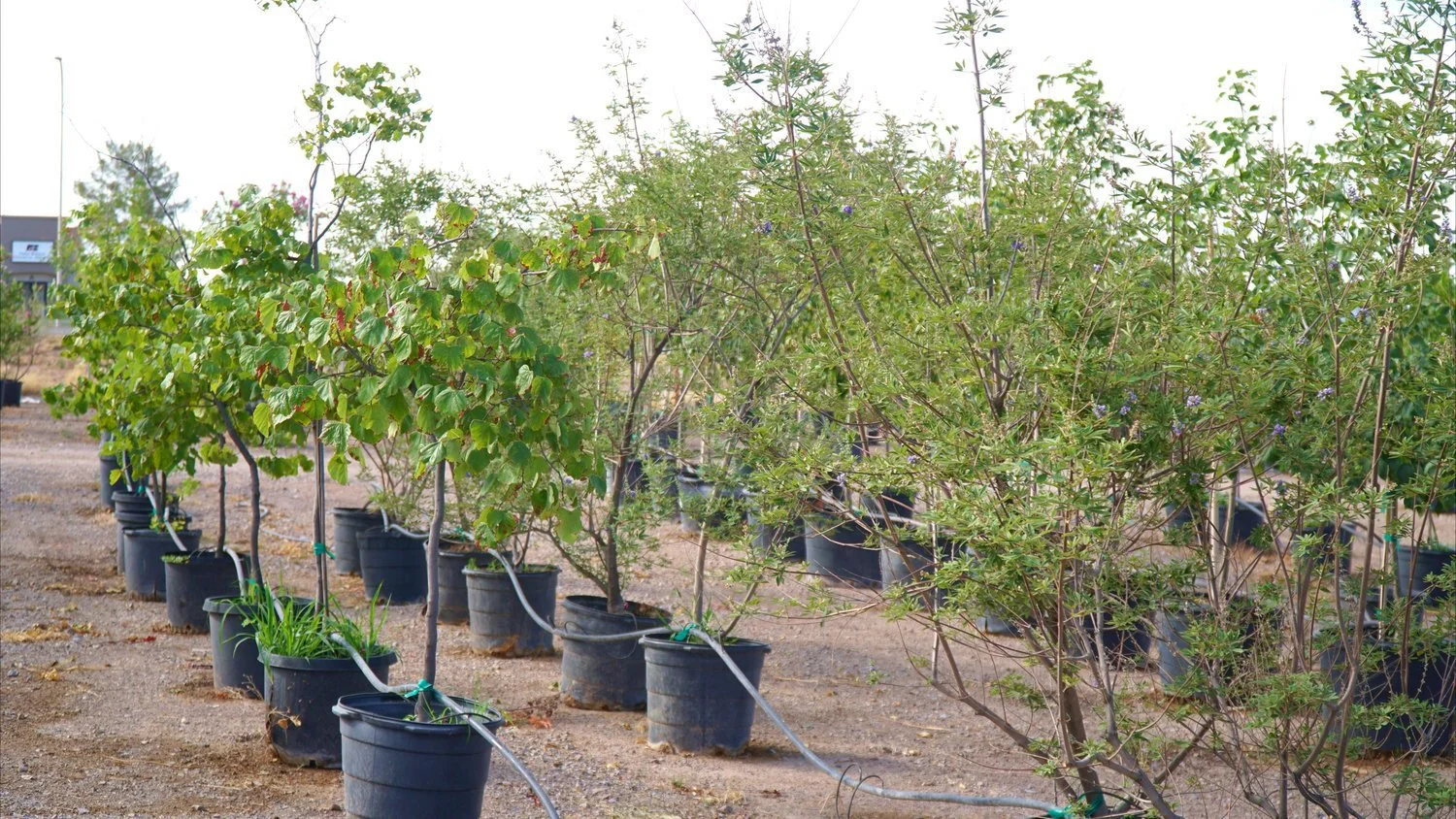 Rows of young trees sit at the materials center in the Garden Center of Las Cruces.
