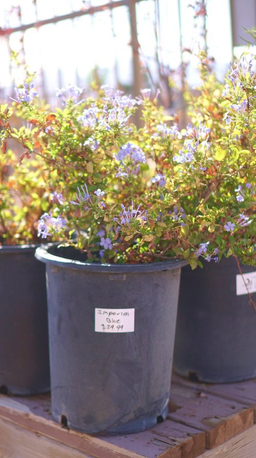 A small flowering plant sits in front of other small flowering plants at Garden Center Las Cruces. The flowers are a light blue and small in size. All of the plants are in black plastic pots. 
