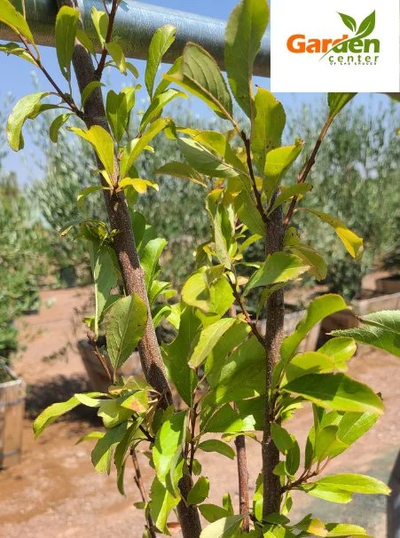 Santa Rosa plum tree with early spring growth, well-known for sweet plums