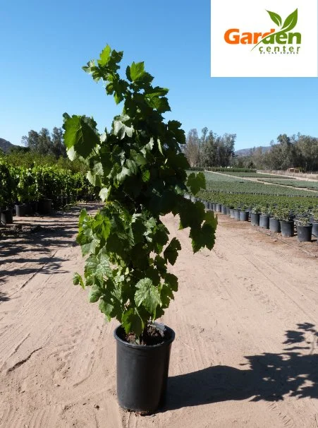 Flame grape vine in container, great for fresh eating and warm climate trellises