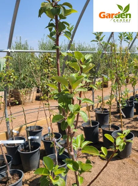 Bartlett peach trees for backyard planting, known for flavorful summer fruit