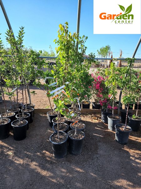 Blenheim Royal apricot tree for home orchards, known for juicy, early fruit