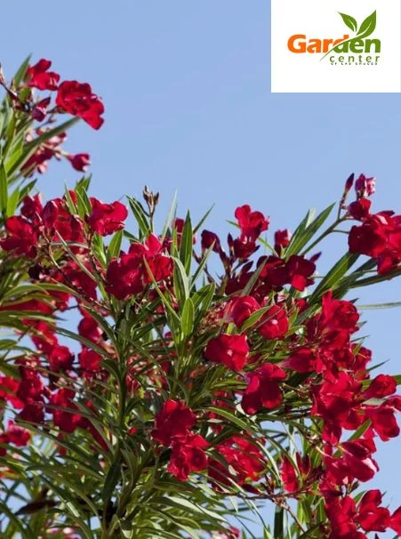 red-oleander-blooming-shrub-las-cruces.jpg