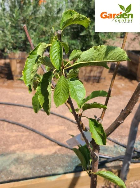 Stella cherry tree with healthy green leaves, self-pollinating variety