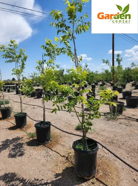 Wester Schley pecan tree, high-yielding variety adapted to the Southwest