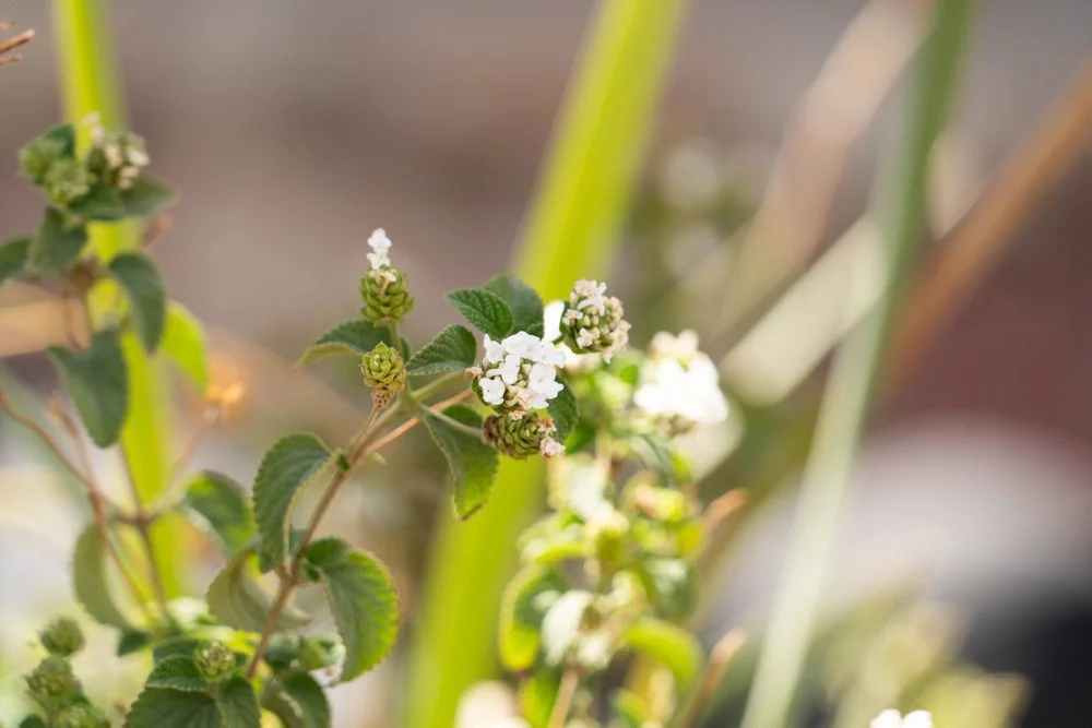 This plant has budding, small white flowers blooming, available at Garden Center of Las Cruces, New Mexico.
