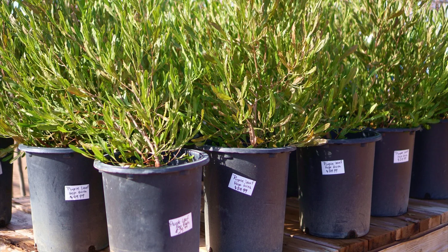 Rows of potted plants sit at the materials center in Garden Center of Las Cruces. The plants have thin, green leaves and are in black plastic pots. 