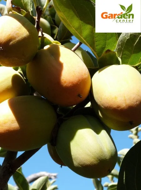 Hachiya persimmon tree with ripe fruit, perfect for baking or eating soft