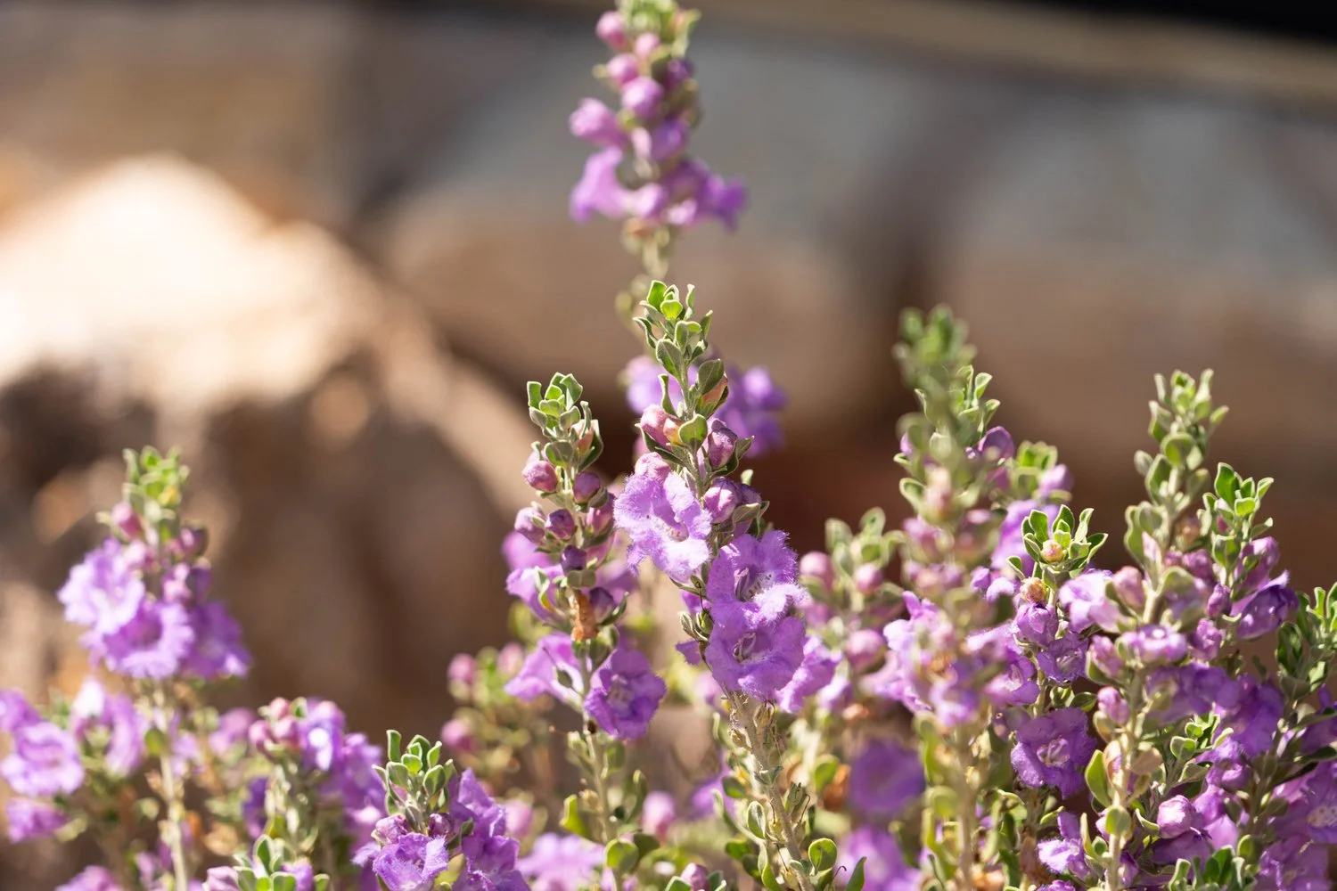 A plant with purple flowers blooms at the Garden Center of Las Cruces.