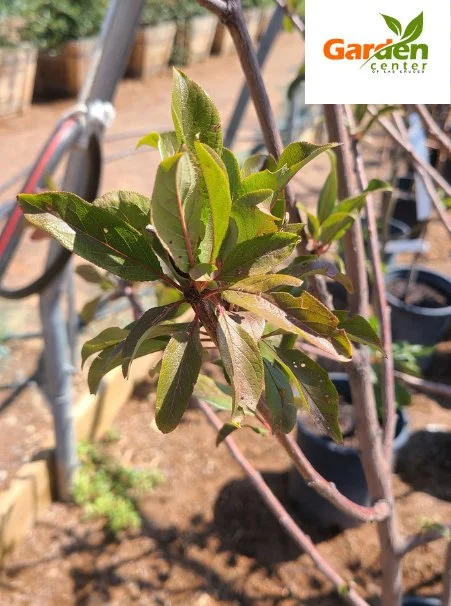 Satsuma plum tree in early bloom, favored for juicy red-fleshed fruit