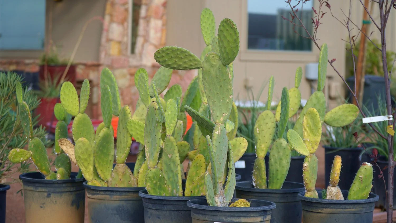 Potted cactus sits in black plastic pots at the materials center in Garden Center of Las Cruces.