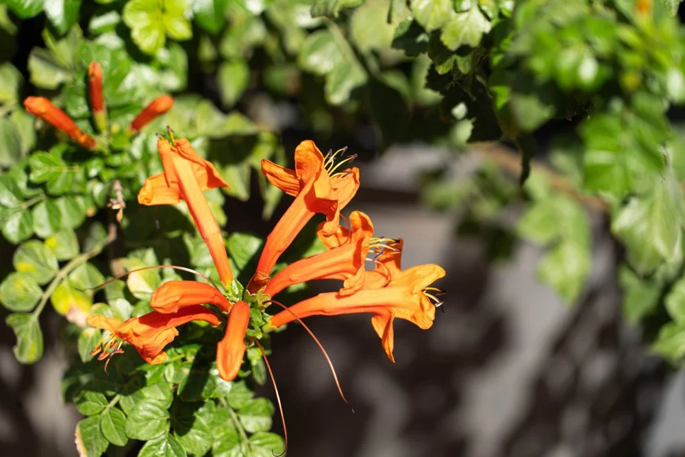 This plant has an orange flower blooming out of it's buds, available at Garden Center of Las Cruces. 