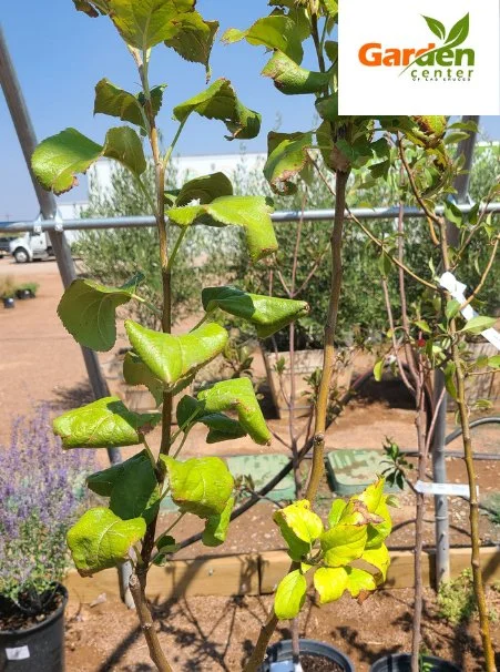 Honeycrisp apple tree with bright green leaves, ideal for backyard orchards