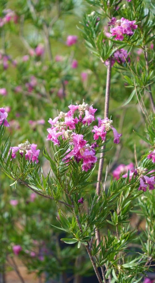 A plant with purple flowers grows at the materials center of Garden Center Las Cruces. 