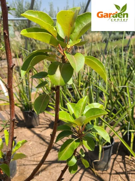 Kieffer pear tree variety with compact growth for warm climate orchards