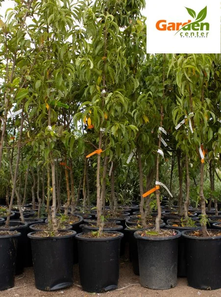 Goldmine nectarine trees in nursery containers, great for home orchards