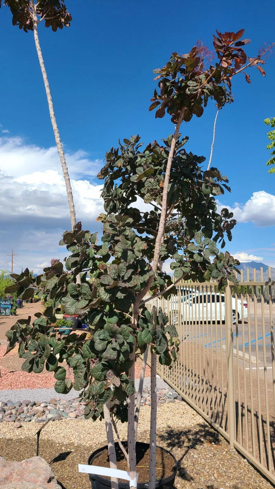 Purple Smoke Tree with airy, smoky blooms and dark foliage, ornamental standout for dry climates