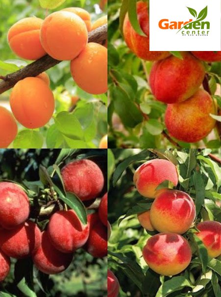 Multi-grafted fruit salad tree bearing mixed stone fruit varieties on one trunk