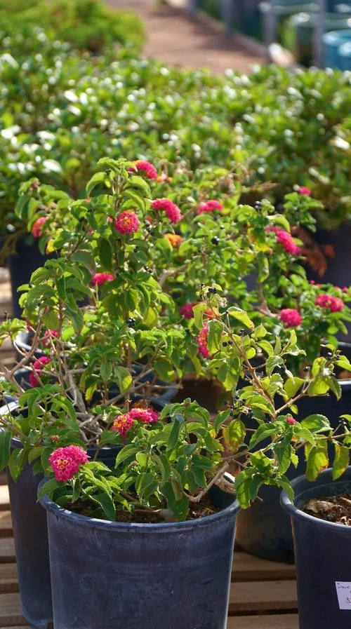 A small plant with pink flowers sits in a small plastic black pot at the material center at Garden Center Las Cruces. 