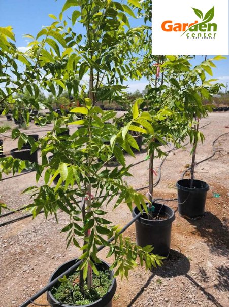 Bradley pecan tree variety in nursery pots, valued for nut production