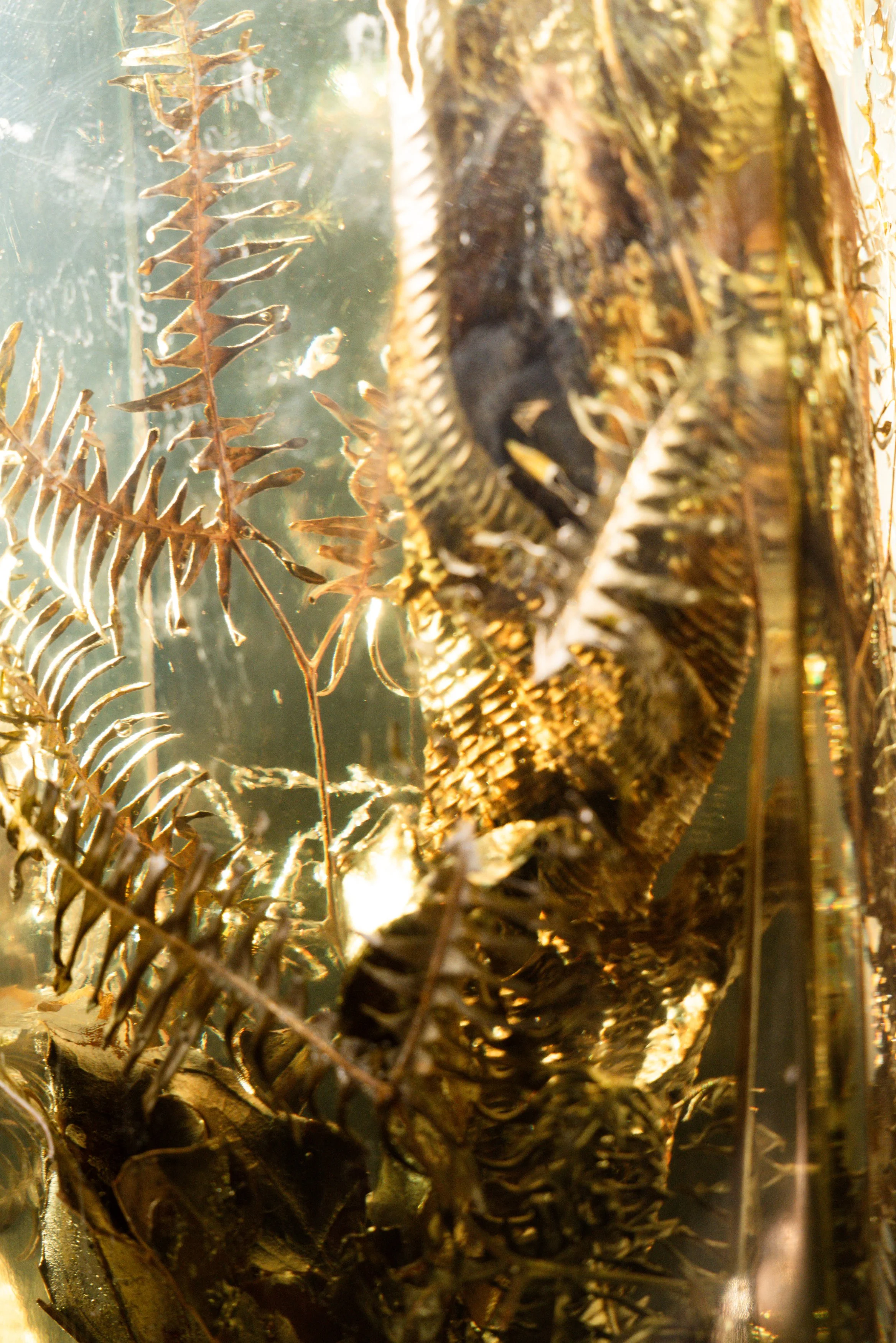 Etherial Campo 3.jpg